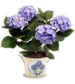  stanbul yurtii ve yurtd iek siparii  Hydrangea Plant ortanca