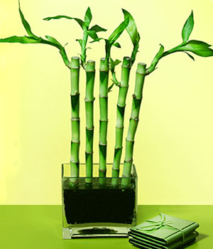  stanbul gvenli kaliteli hzl iek  Good Harmony Lucky Bamboo