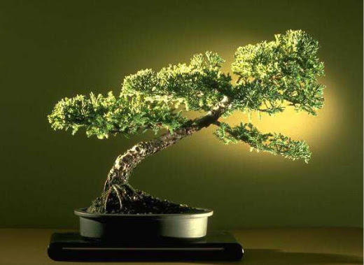 ithal bonsai saksi iegi  stanbul cicek , cicekci 