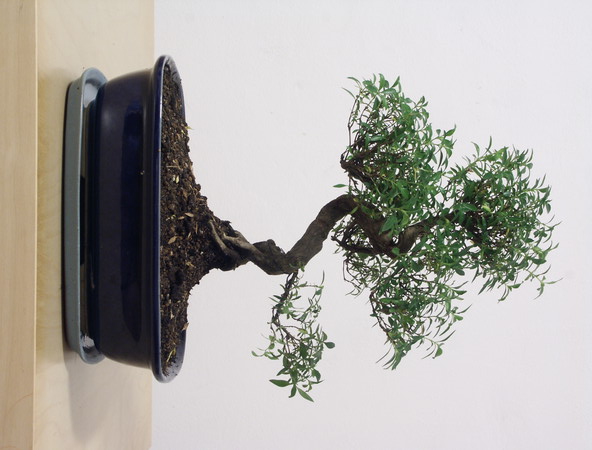 ithal bonsai saksi iegi  stanbul hediye sevgilime hediye iek 