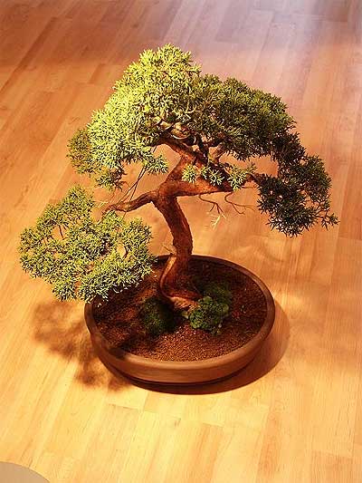 ithal bonsai saksi iegi  stanbul iek gnderme sitemiz gvenlidir 