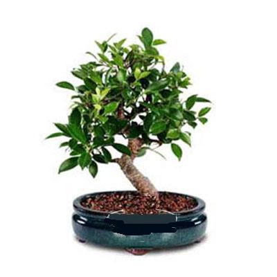 ithal bonsai saksi iegi  stanbul cicekciler , cicek siparisi 