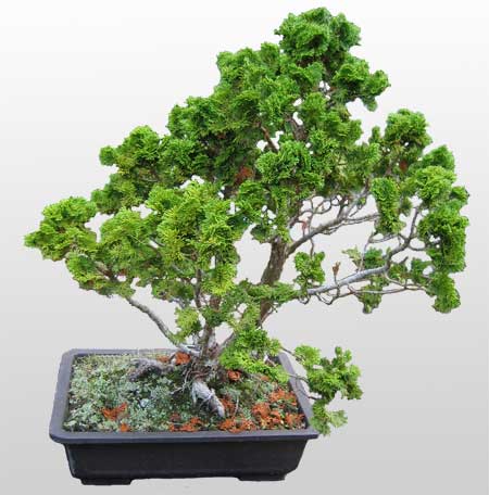 ithal bonsai saksi iegi  stanbul ucuz iek gnder 