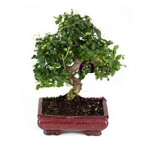 ithal bonsai saksi iegi  stanbul yurtii ve yurtd iek siparii 