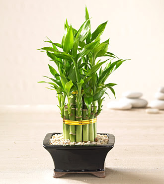 Lucky Bamboo saksi iegi  stanbul uluslararas iek gnderme 