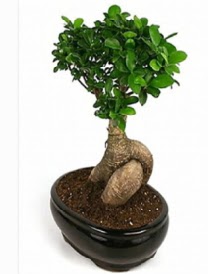 Bonsai saks bitkisi japon aac  stanbul cicekciler , cicek siparisi 