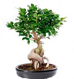 Bonsai Japon aac saks bitkisi  stanbul gvenli kaliteli hzl iek 