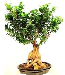 Bonsai Japon aac saks bitkisi  stanbul cicekciler , cicek siparisi 