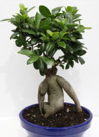 bonsai japon aac saks iei  stanbul nternetten iek siparii 