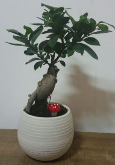 Bonsai japon aac saks iei  stanbul hediye iek yolla 