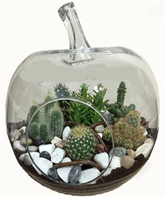 Terrarium tanzim elma camda 5 kakts  stanbul cicekciler , cicek siparisi 