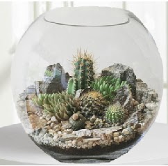 Cam fanus Terrarium 5 kakts  stanbul iek gnderme sitemiz gvenlidir 