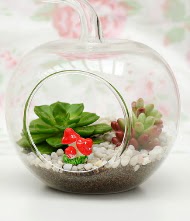 Kk elma terrarium 3 kakts  stanbul iek online iek siparii 