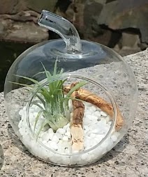 Elma kk boy terrarium 1 kakts  stanbul cicek , cicekci 