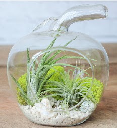 Elma terrarium kk boy 2 kakts  stanbul anneler gn iek yolla 