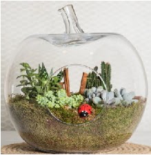 Elma terrarium orta boy 4 kakts  stanbul cicekciler , cicek siparisi 