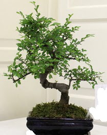 Bonsai saks iei  stanbul gvenli kaliteli hzl iek 