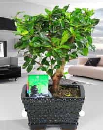 Bonsai japon aac saks bitkisi  stanbul iekiler 