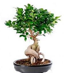 Bonsai japon aac seramik iinde  stanbul 14 ubat sevgililer gn iek 