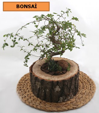 Doal aa ktk ierisinde bonsai bitkisi  stanbul hediye iek yolla 