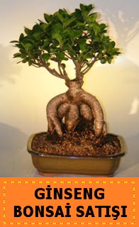 Ginseng bonsai sat japon aac  stanbul iek servisi , ieki adresleri 