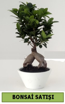 Bonsai japon aac sat  stanbul nternetten iek siparii 