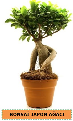 Bonsai japon aac sat  stanbul nternetten iek siparii 