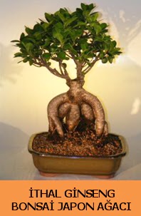 thal japon aac ginseng bonsai sat  stanbul ucuz iek gnder 