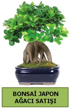 Bonsai japon aac sat  stanbul iekiler 