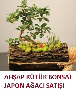 Ahap ktk ierisinde bonsai ve 3 kakts  stanbul cicek , cicekci 