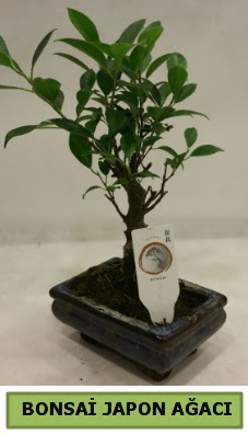 Bonsai japon aac saks bitkisi  stanbul nternetten iek siparii 