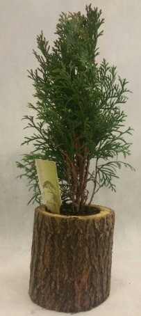 SINIRLI STOK Selvi Bonsai Doal ktkte  stanbul ucuz iek gnder 