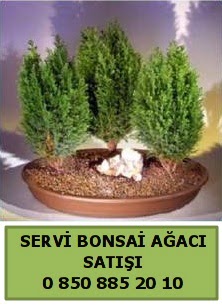 BONSA 3 L SERV BONSA AACI  stanbul internetten iek sat 