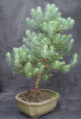 Bonsai am aac japon aac bitkisi  stanbul hediye iek yolla 