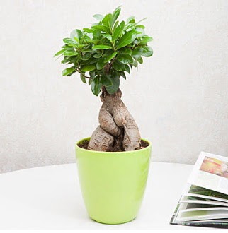 Ficus Ginseng Bonsai  stanbul gvenli kaliteli hzl iek 