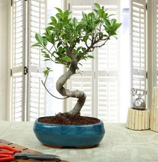 Amazing Bonsai Ficus S thal  stanbul anneler gn iek yolla 