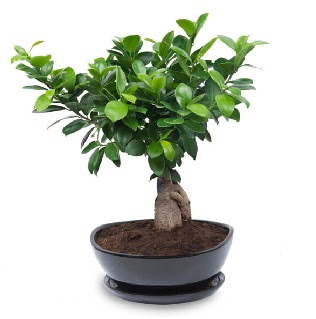 Ginseng bonsai aac zel ithal rn  stanbul uluslararas iek gnderme 