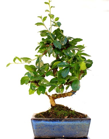 Bonsai Minyatr Aa Bonzai S Gvde  stanbul uluslararas iek gnderme 