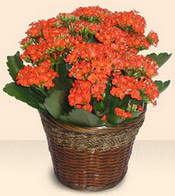  stanbul nternetten iek siparii  Large Kalanchoe in Basket