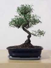 ithal bonsai saksi iegi  stanbul hediye sevgilime hediye iek 