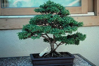 ithal bonsai saksi iegi  stanbul gvenli kaliteli hzl iek 