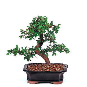 ithal bonsai saksi iegi  stanbul hediye sevgilime hediye iek 