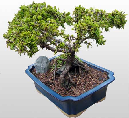 ithal bonsai saksi iegi  stanbul cicek , cicekci 