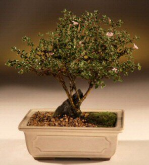 ithal bonsai saksi iegi  stanbul iek gnderme sitemiz gvenlidir 