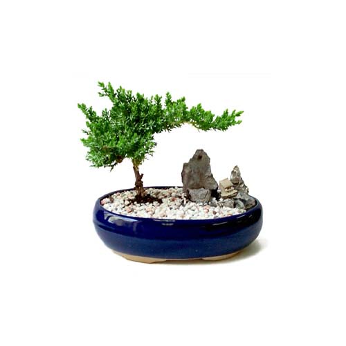 ithal bonsai saksi iegi  stanbul iek siparii sitesi 