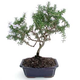 ithal bonsai saksi iegi  stanbul internetten iek sat 