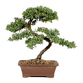 ithal bonsai saksi iegi  stanbul hediye iek yolla 