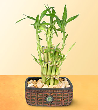 Lucky Bamboo  saksi iegi  stanbul iek online iek siparii 