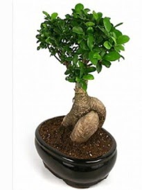 Bonsai saks bitkisi japon aac  stanbul cicekciler , cicek siparisi 