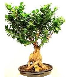 Bonsai Japon aac saks bitkisi  stanbul cicekciler , cicek siparisi 